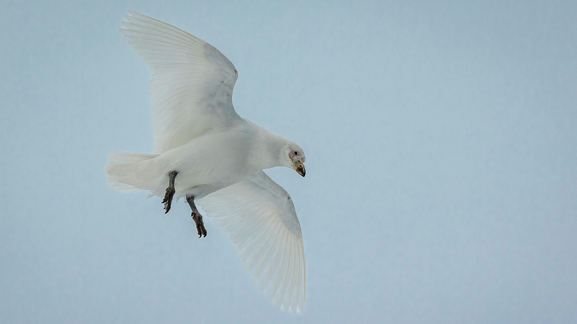 Sheathbill in flight, Antarctica, Richard I'Anson